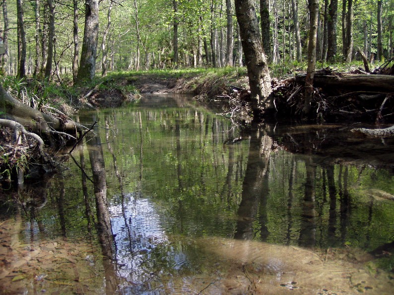 Foreste Casentinesi: La Lama e dintorni